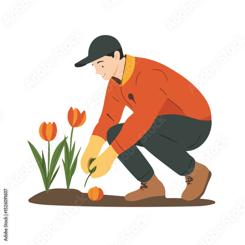 2D flat Gardener Planting Tulip Bulbs illustration vector, isolated on a white background.