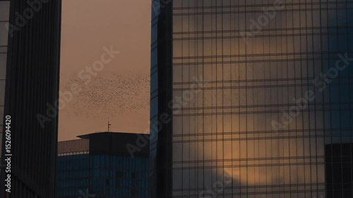 Sunset reflections captured on towering glass skyscrapers with graceful bird silhouettes flying overhead, showcasing the contrast between architecture and nature.