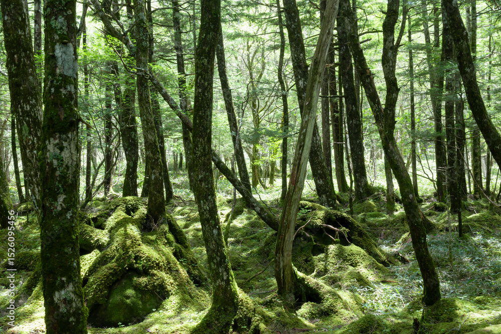 Obraz premium 苔むす森