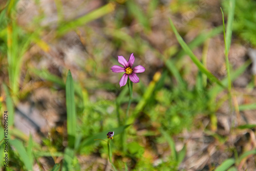 Wallpaper Mural ニワゼキショウ Torontodigital.ca