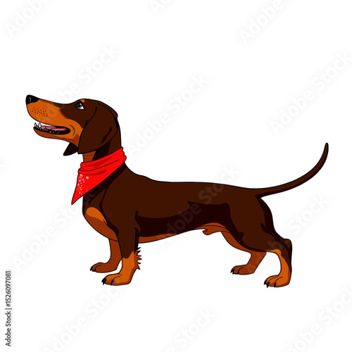 Dachshund dog standing proudly wearing a red bandana