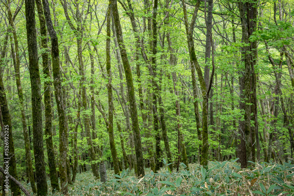 Obraz premium 新緑の深い森の中