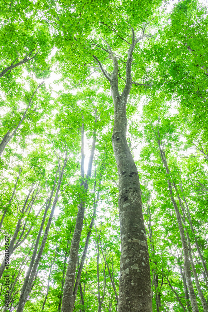 Fototapeta premium green tree in the forest