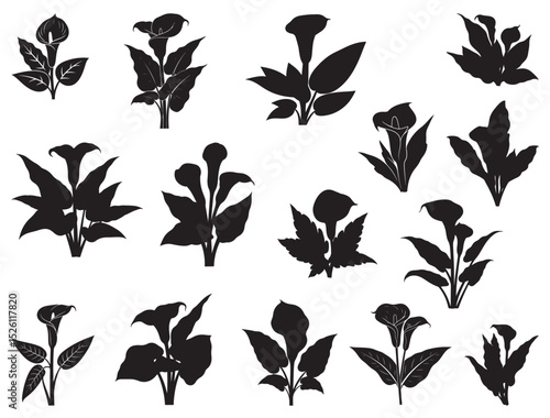 ARUM LILY FLOWERS SILHOUETTE