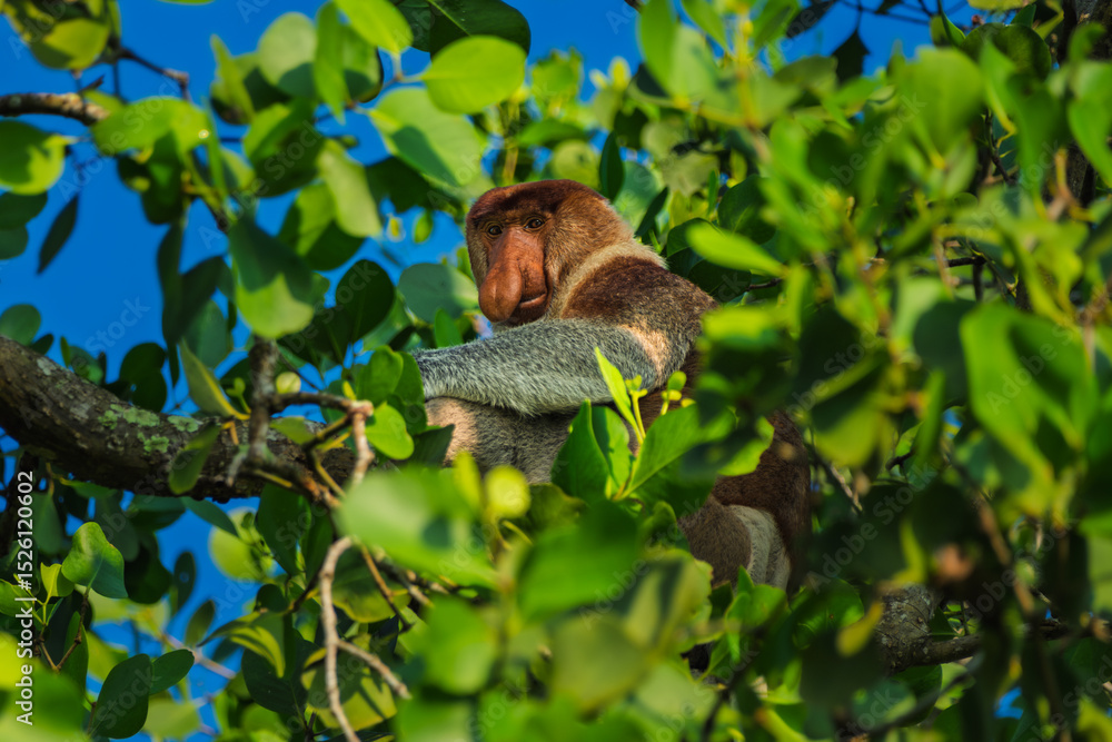 Obraz premium Majestic Proboscis Monkey or Bekantan Peeking Through Borneo's Green Canopy