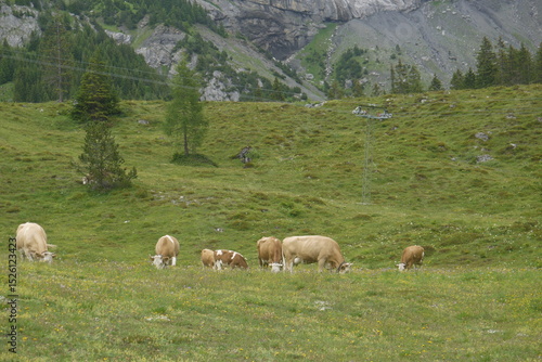 herd of cows at summer green field below the cable of Oeschinensee lake, Kandersteg, Switzerland