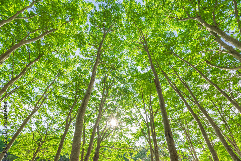 Obraz premium trees and sunlight in the forest