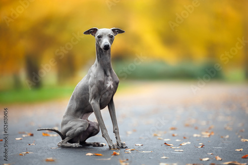 Fotografie cute italian greyhound dog sitting in the park in autumn