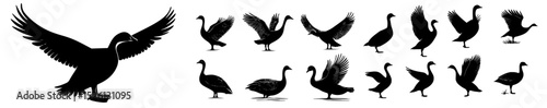 Illustration of anserini geese in flight, Goose silhouettes collection, various poses