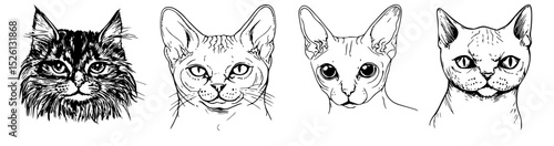 cat breed portraits ink drawing illustration