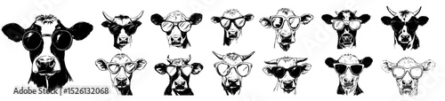Cows wearing sunglasses sketch illustration