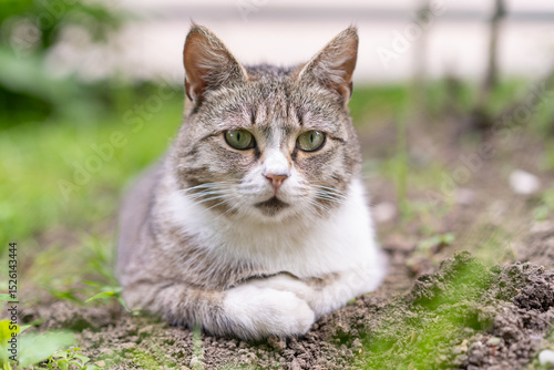 Wallpaper Mural Cat resting comfortably in a garden surrounded by fresh greenery during daytime Torontodigital.ca