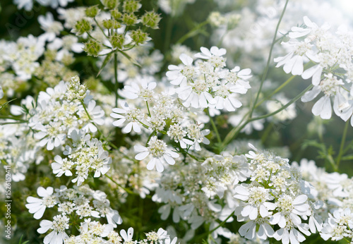 White Orlaya Flowers Filling the Frame: Beautiful Flowers Bathed in Light
