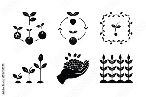 Chandramallika Flower Seed Germination Process – Botanical Growth Stages Illustration