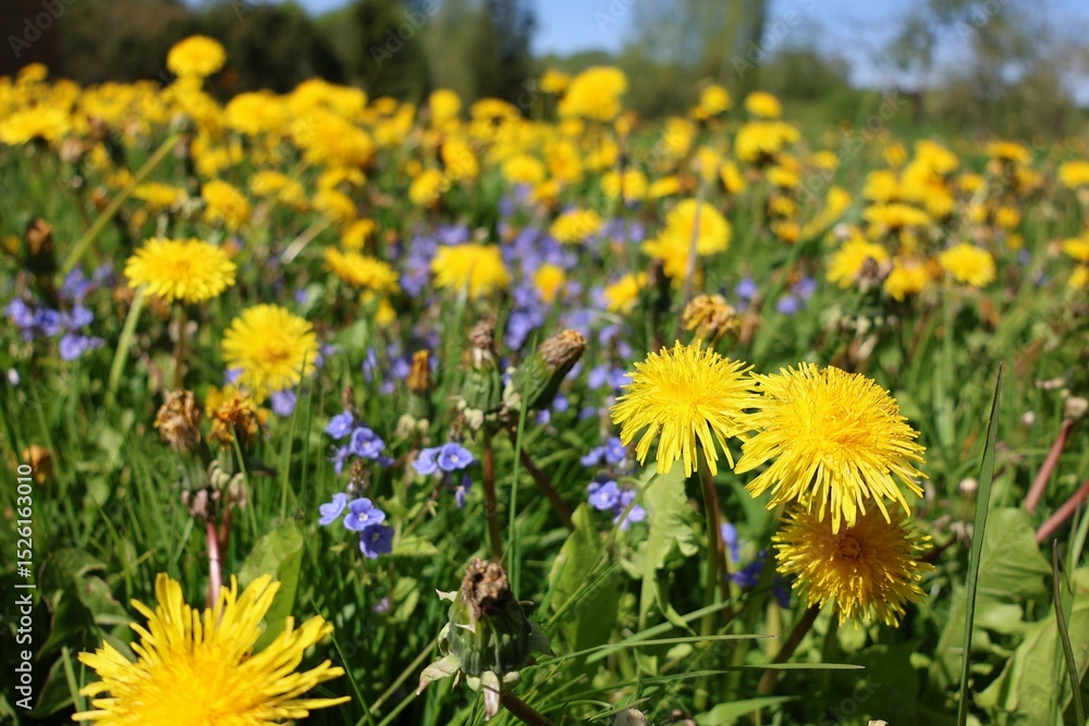 Obraz premium A vibrant spring meadow filled with bright yellow dandelions and tiny blue wildflowers, basking in warm sunlight with a soft green forest background. A celebration of wild natural beauty.