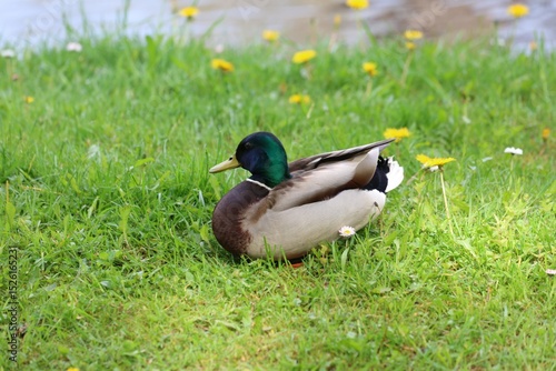 A male mallard duck with a glossy green head and brown chest rests peacefully on a grassy riverside dotted with yellow dandelions and white daisies on a spring day.