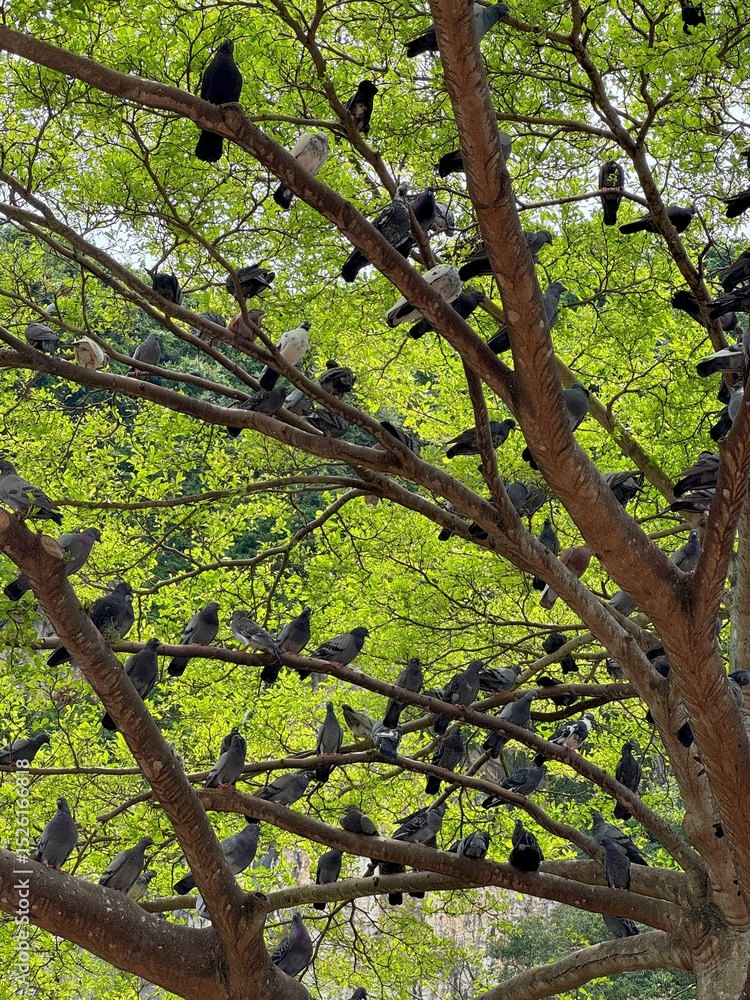 Fototapeta premium Tree Full of Pigeons at Batu Caves, Malaysia