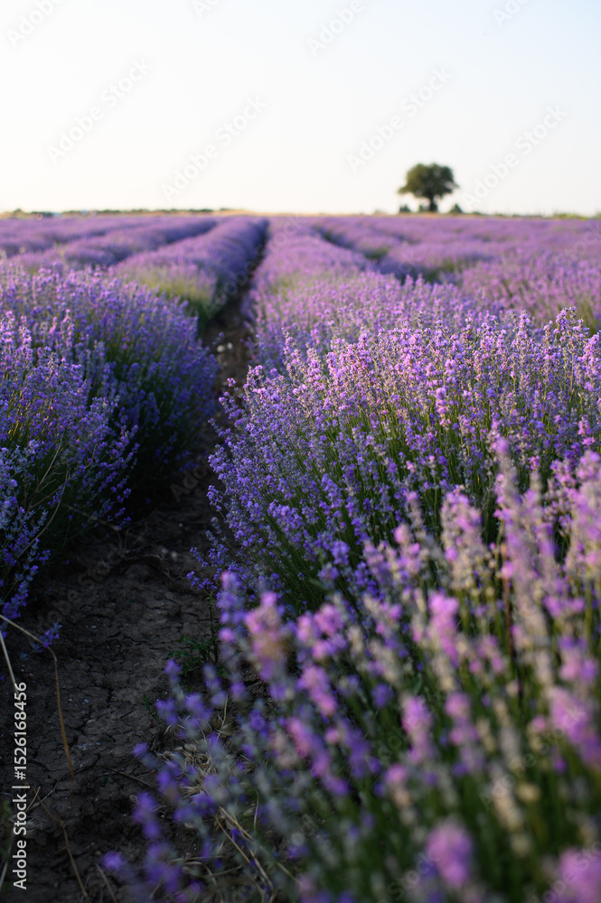 Obraz premium Blooming lavender fields at sunset with warm golden light. Vibrant purple flowers stretching to the horizon create a peaceful and romantic summer landscape. Nature beauty and tranquility.