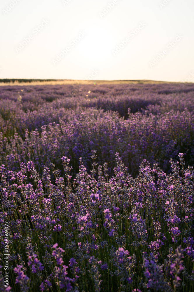 Naklejka premium Blooming lavender fields at sunset with warm golden light. Vibrant purple flowers stretching to the horizon create a peaceful and romantic summer landscape. Nature beauty and tranquility.
