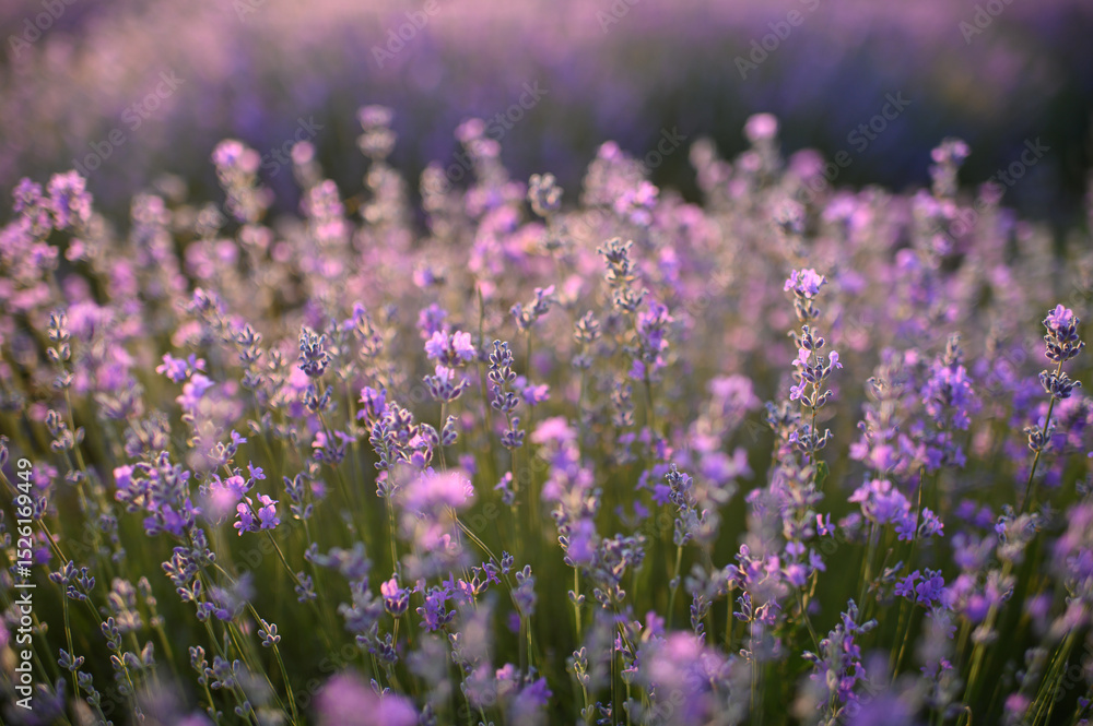 Obraz premium Blooming lavender fields at sunset with warm golden light. Vibrant purple flowers stretching to the horizon create a peaceful and romantic summer landscape. Nature beauty and tranquility.