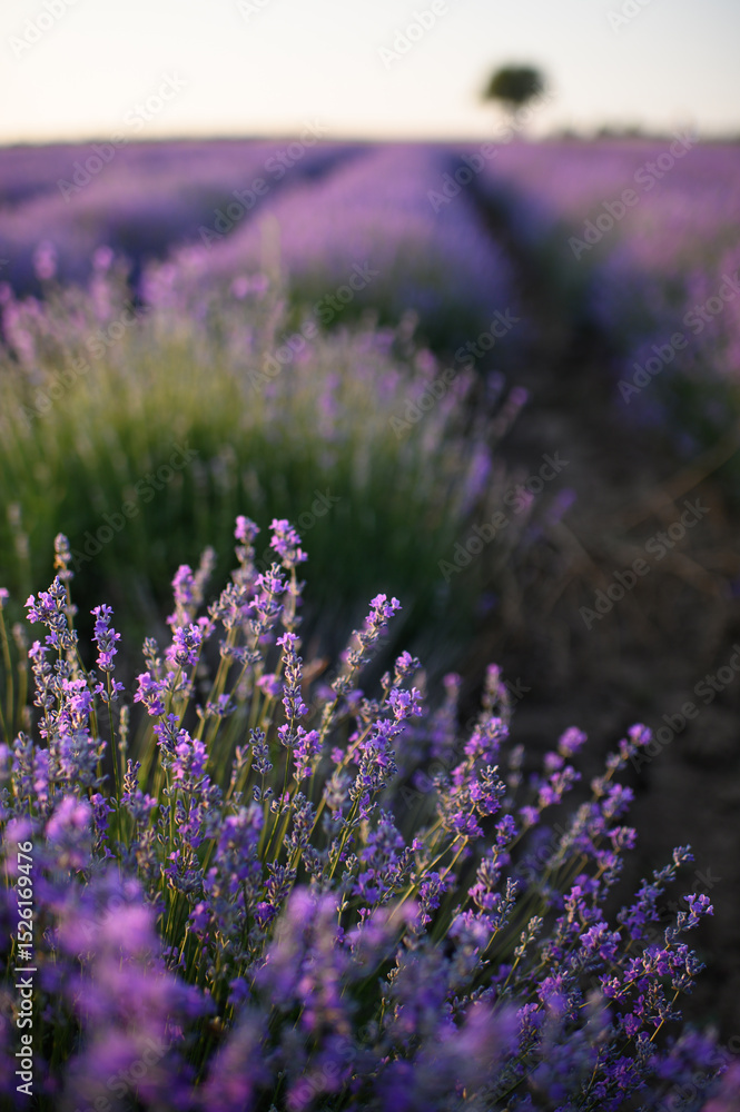 Obraz premium Blooming lavender fields at sunset with warm golden light. Vibrant purple flowers stretching to the horizon create a peaceful and romantic summer landscape. Nature beauty and tranquility.