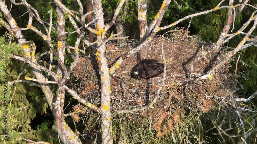 Juvenile White-tailed eagle (Haliaeetus albicilla) on a nest in a tree swaying in the wind. Estonia. Juvenile White-tailed eagle (Haliaeetus albicilla) on a nest in a tree swaying in the wind. Estonia.