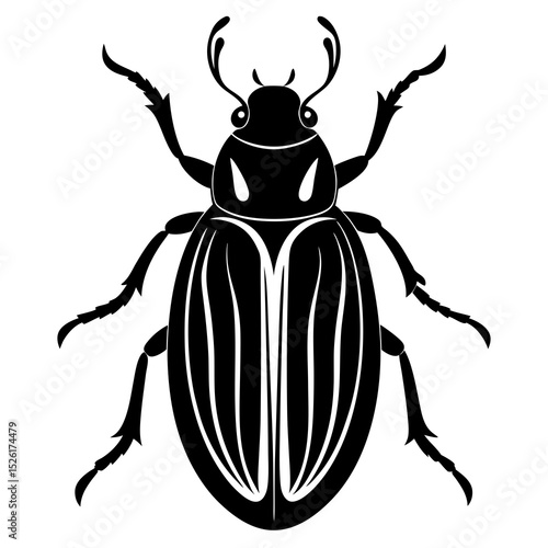 black beetle isolated on white background