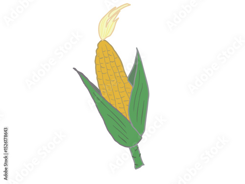Illustration of freshly harvested corn