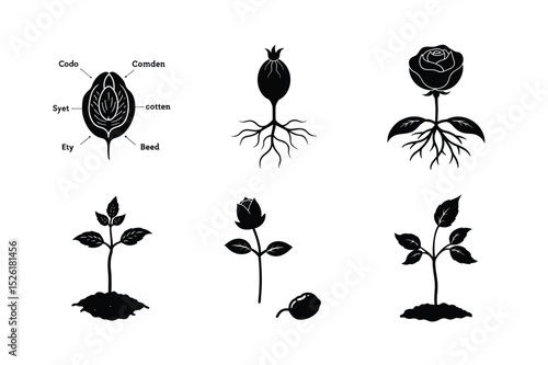 Seed Germination of Wild Rose (Dog Rose) – Educational Botanical Illustration