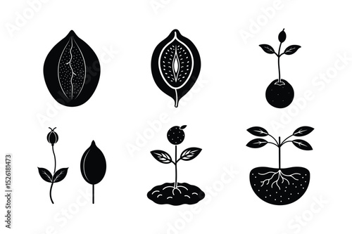 Seed Germination of Wild Rose (Dog Rose) – Educational Botanical Illustration
