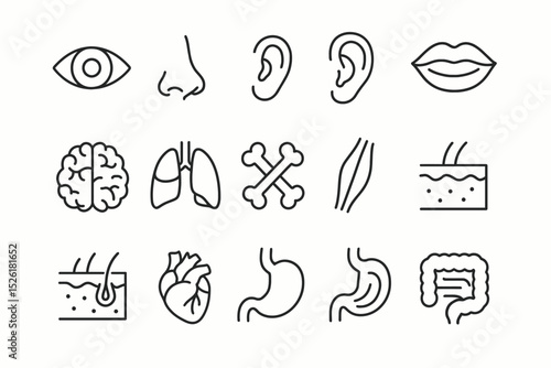 Human anatomy icons: eye, nose, ear, mouth, brain, lungs, heart, muscles, bones, skin, stomach, intestines