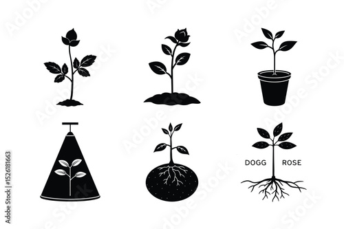 Seed Germination of Wild Rose (Dog Rose) – Educational Botanical Illustration