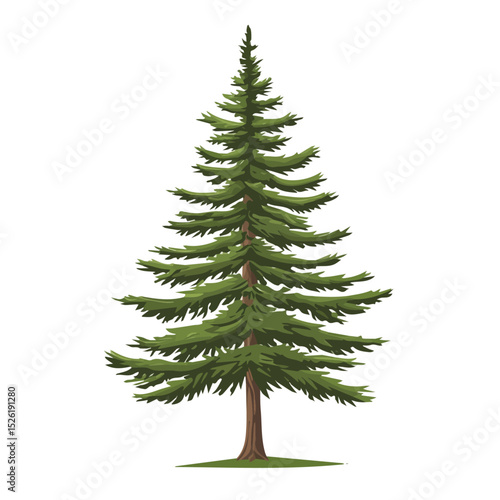 A Western Red Cedar Tree 2D flat vector illustration, isolated on a white background.