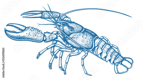 Lobster sea animal engraving vector illustration. Ink sketch of lobster.