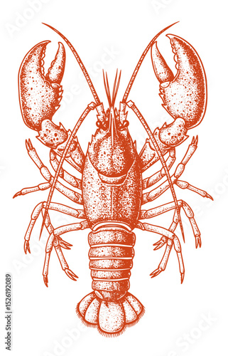 Lobster sea animal engraving vector illustration. Ink sketch of lobster.