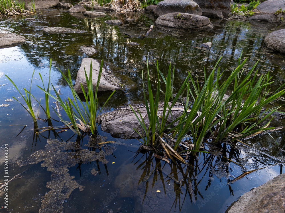 Obraz premium A small pond with rocks and plants in it