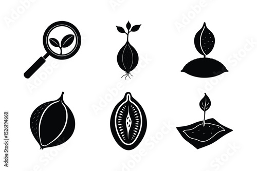 European Beech Seed Germination Process