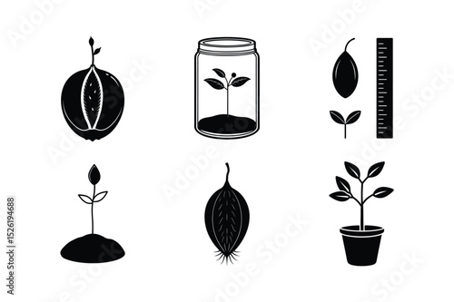 European Beech Seed Germination Process