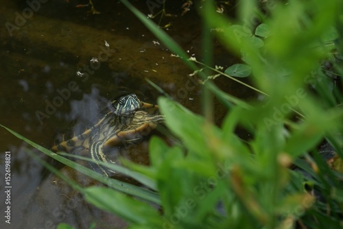Tableau sur toile Meso-American slider (Trachemys venusta) in small garden pond during hot rainy summer day