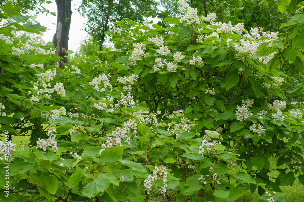 Obraz premium Green leaves and white flowers of Catalpa bignonioides tree in June