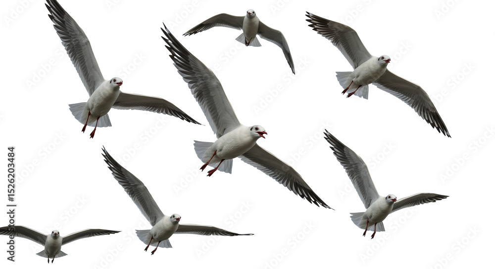 Obraz premium Seagulls Flying in Formation Against Clear Sky