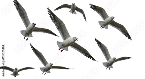 Seagulls Flying in Formation Against Clear Sky