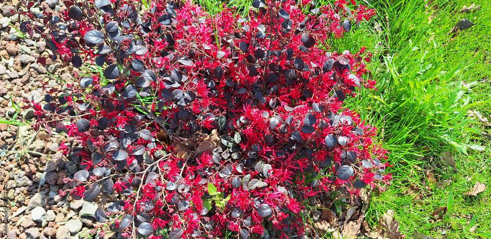 A bush of loropetalum chinense with red flowers blooms against a background of decorative stones and grass. Panorama. A bush of loropetalum chinense with red flowers blooms against a background of decorative stones and grass. Panorama.