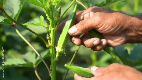 Hands harvesting okra pods