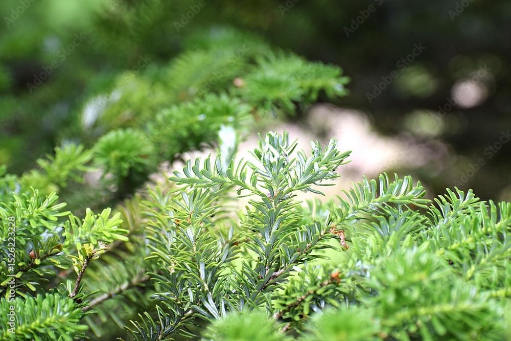 close up of a pine needles close up of a pine needles