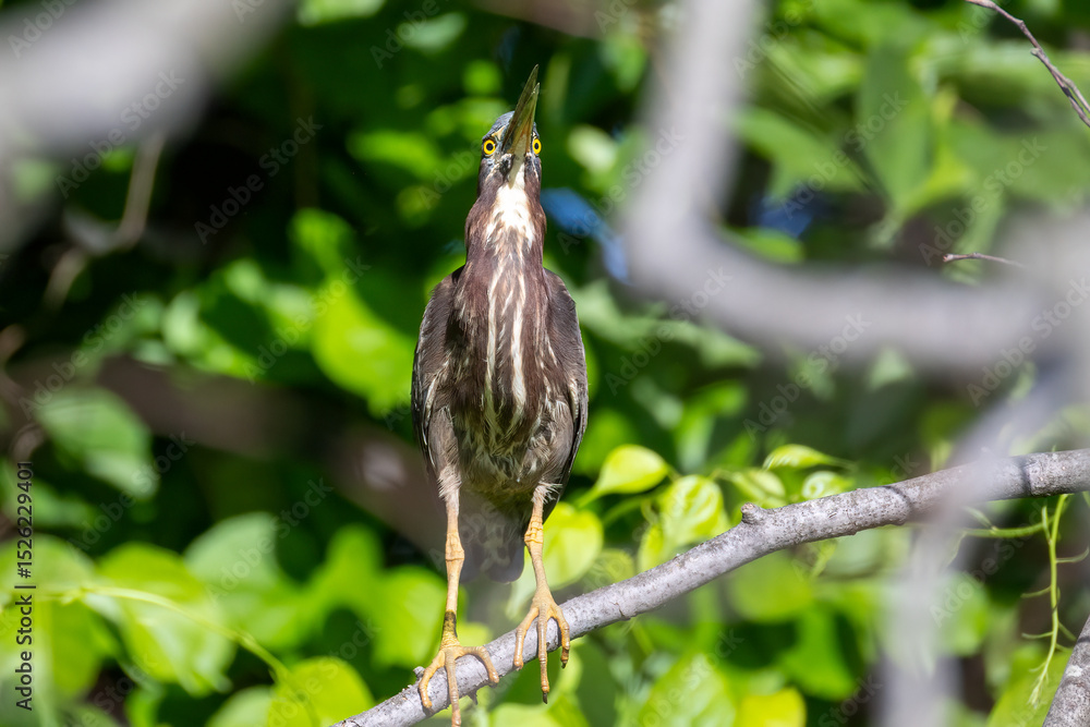 Fototapeta premium green heron