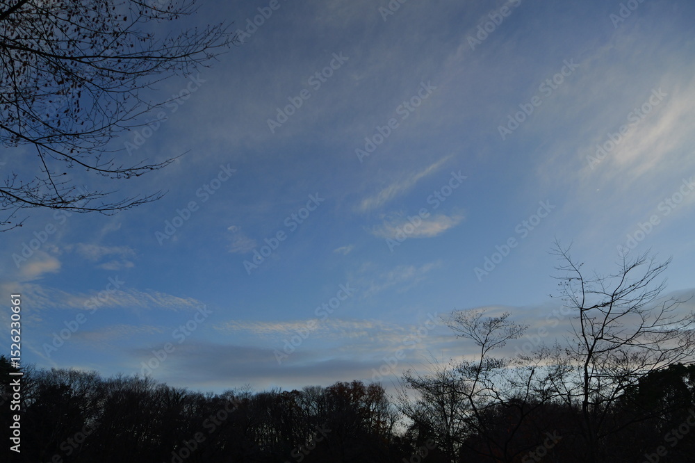 Fototapeta premium 冬の夕空と木のシルエット