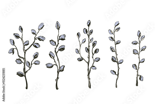 Easter spring vector illustration with sprigs of willow. Template hand drawn design for banner, poster, card, paper. Holiday print. Branch with pussy willow buds.