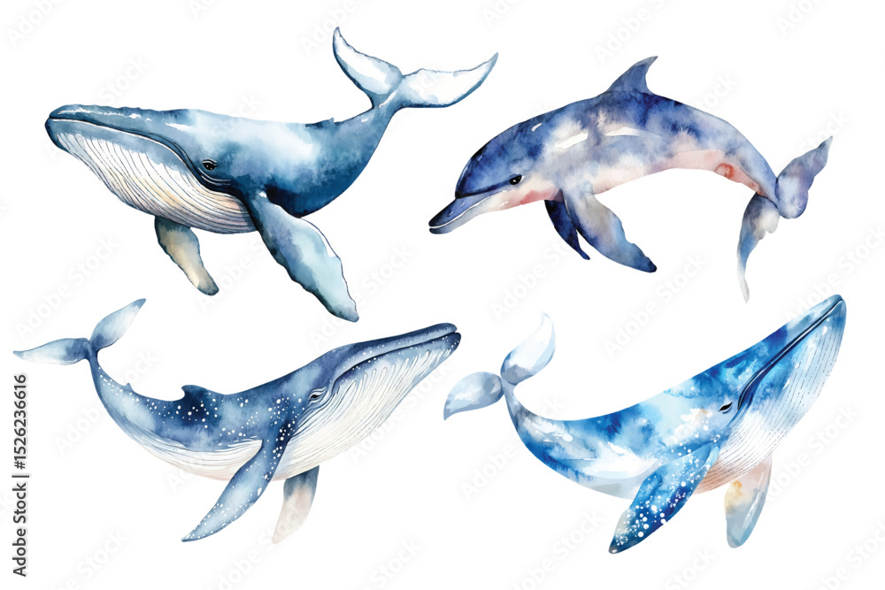 Fototapeta premium Blue whale and dolphin watercolor vector illustration, underwater ocean animal art isolated on white background