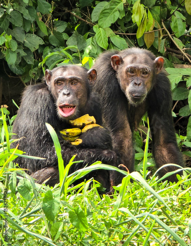 Photography Chimps holding bananas